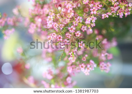 Similar – Spring flowers Environment