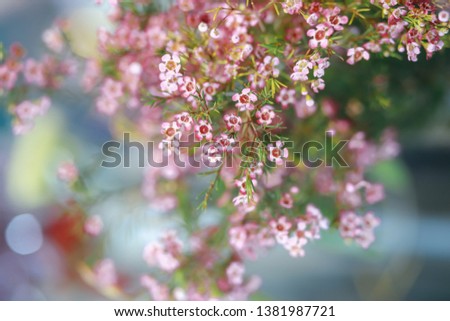 Similar – Spring flowers Environment