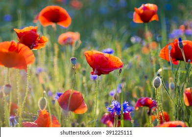 Wildflowers poppies - Shutterstock ID 391225111