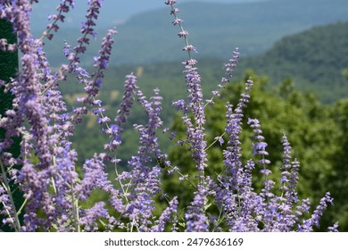 Wildflowers. Purple flowers. Lavender flowers. - Powered by Shutterstock