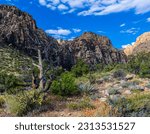 Wildflowers and The Rainbow Mountain Range on The Ice Box Canyon Trail, Red Rock Canyon National Conservation Area, Nevada, USA