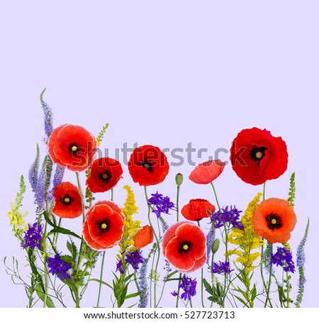 Similar – Image, Stock Photo John McCrae: In Flanders Fields (1915)