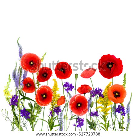 Similar – Image, Stock Photo John McCrae: In Flanders Fields (1915)