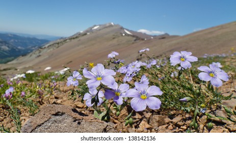 Wildflowers in the Sierra Nevada, California, USA
