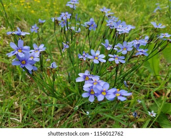 Wildflowers In Southeast Texas