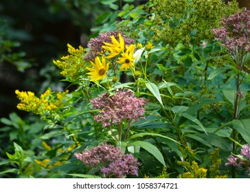 Wildflowers In Spearfish Canyon, SD