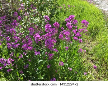 Wildflowers Spearfish Sd In Canyon