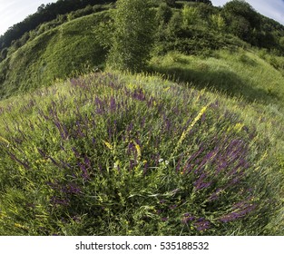 Wildflowers in spring.