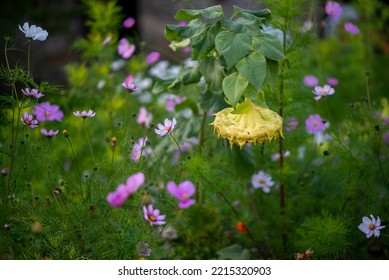 Wildflowers Summer Flower Bed, Background