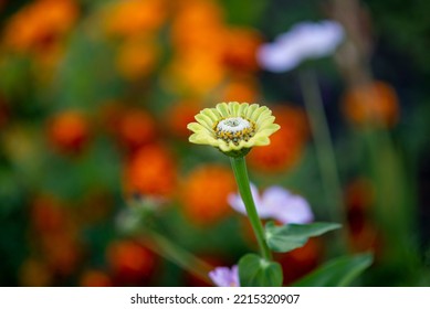 Wildflowers Summer Flower Bed, Background