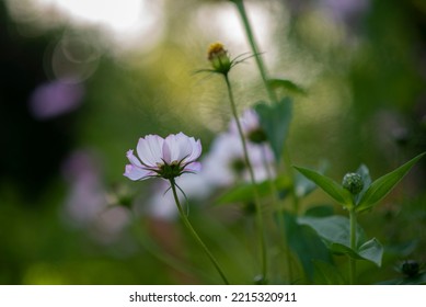 Wildflowers Summer Flower Bed, Background