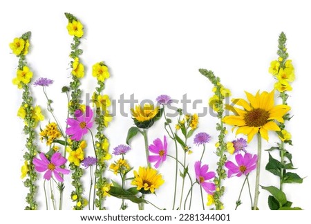 Wildflowers summer, sunflowers, yellow flowers Verbascum thapsus ( mullein ), pink flower cosmos on white background with space for text. Top view, flat lay