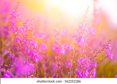Wildflowers in sunset