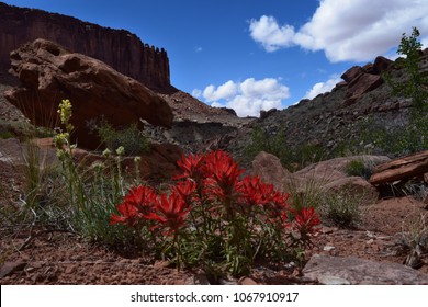 Wildflowers In Syncline Valley