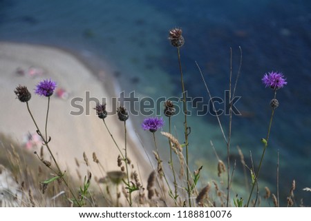 Similar – Hallig Gröde | blooming sea lilacs at the jetty