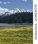 Wildflowers at Todd Lake at the base of Mt Bachelor Central Oregon