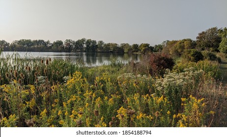 Wildflowers And Trees On The Edge Of A Marsh At Sterling State Park In Monroe Michigan