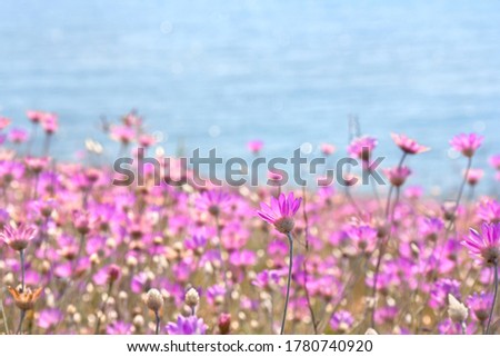 Hallig Gröde | blooming sea lilacs at the jetty