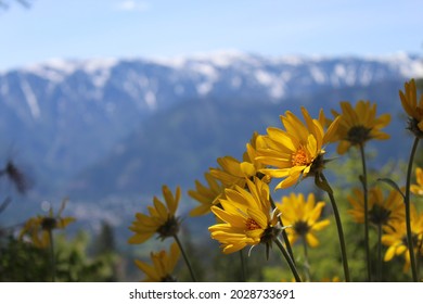 Wildflowers In Wenatchee National Forest In Washington State