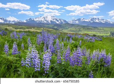 Wildflowers (Wild Lupine) blossoming in the open fields of Colorado with the Rocky Mountains serving as the backdrop.
