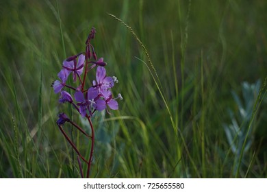 Wildflowers In Wind Cave National Park