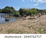 Wildfowl by the lake in summer