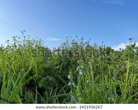 Wildgrass after rain with blue sky