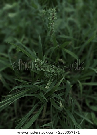 the wildgrass in the backyard so fresh 
