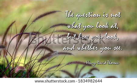 Wildgrasses at lake with quote from Henry David Thoreau