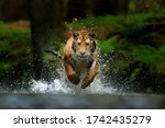 Wildife Siberia. Amur tiger running in the water, Siberia. Dangerous animal, tajga, Russia. Animal in green forest stream. Siberian tiger splashing water.