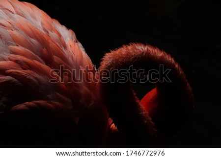 Wildlife. Abstract. Isolated pink flamingo portrait with a black background. Beautiful neck and feathers creating texture and light effects. 