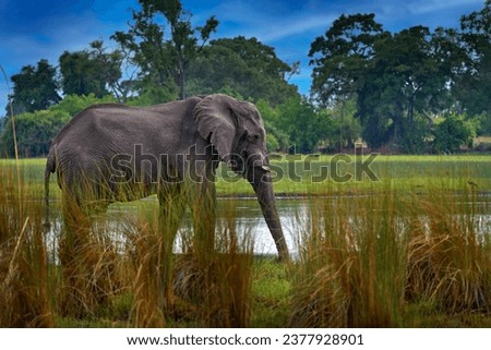 Wildlife in Africa, animal in the water. Nature in Africa. Elephant in the Khwai River, Moremi Reserve in Botswana. River sunset with green vegetation and big tusk alone elephant.