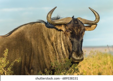 Wildlife Animal Wild Beast Bull
Wildlife wild beast bull animal closeup moring photo park reserve