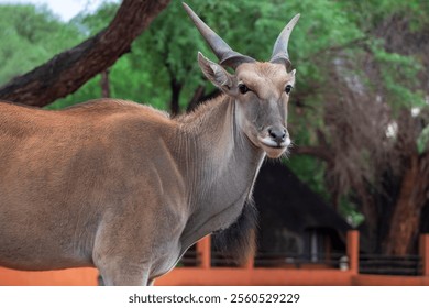 Wildlife animals. Common eland or Eland antelope in the national  park, Namibia - Powered by Shutterstock