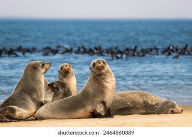 Wildlife animals. Fur seals colony enjoy the heat of the sun at the Cape Cross seal colony in Namibia, Africa.  - Powered by Shutterstock