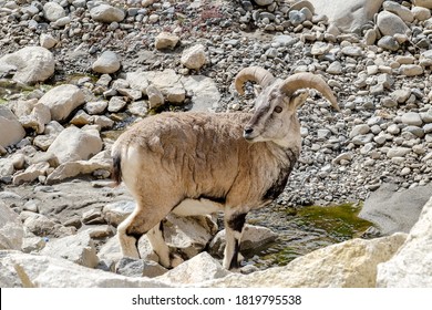 Wildlife Animals Of Leh Ladakh, Ladakh Urial, Animal