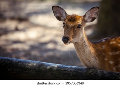 Wildlife Artiodactyla Brown Deer In The Forest At The Temple In Nara, Japan 