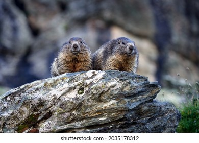 Wildlife Austria, couple pair. Cute fat animal Marmot, sitting in the grass with nature rock mountain habitat, Alp, Italy. Wildlife scene from wild nature. Funny image, detail of Marmot.