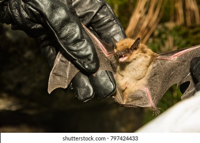 Wildlife Biologist Checking The Wings Of A Big Brown Bat For Signs Of White-Nose Syndrome.