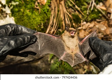 Wildlife Biologist Checking The Wings Of A Big Brown Bat For Signs Of White-Nose Syndrome.