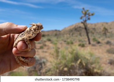 A wildlife biologist holding a desert horned lizard in Joshua Tree National Park. 
