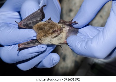 A Wildlife Biologist Taking Data On A Bat Caught In A Mist Net.  