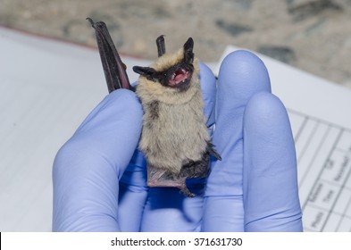 A Wildlife Biologist Taking Data On A Bat Caught In A Mist Net.  