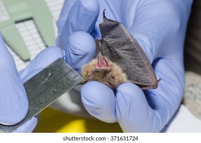 A Wildlife Biologist Taking Measurement Of A Bat.  