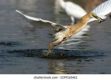 Wildlife Bird With Preyed Fish, Indian Pond Heron Hunting Fish , Bird With Fish In Beak 