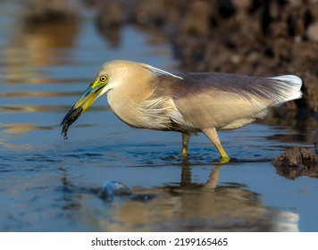 Wildlife Bird With Preyed Fish, Indian Pond Heron Hunting Fish , Bird With Fish In Beak 