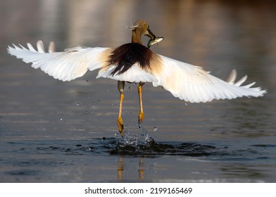 Wildlife Bird With Preyed Fish, Indian Pond Heron Hunting Fish , Bird With Fish In Beak 