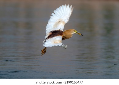 Wildlife Bird With Preyed Fish, Indian Pond Heron Hunting Fish , Bird With Fish In Beak 