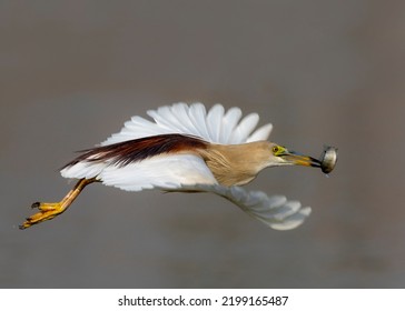 Wildlife Bird With Preyed Fish, Indian Pond Heron Hunting Fish , Bird With Fish In Beak 