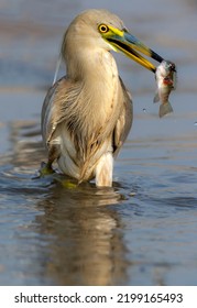 Wildlife Bird With Preyed Fish, Indian Pond Heron Hunting Fish , Bird With Fish In Beak 